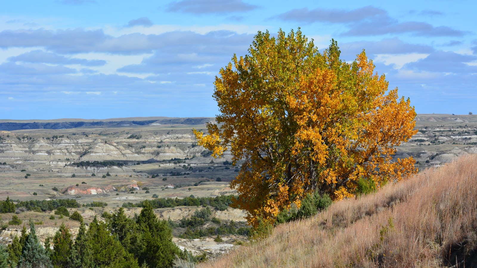 Autumn Cottonwood on Buck Hill
