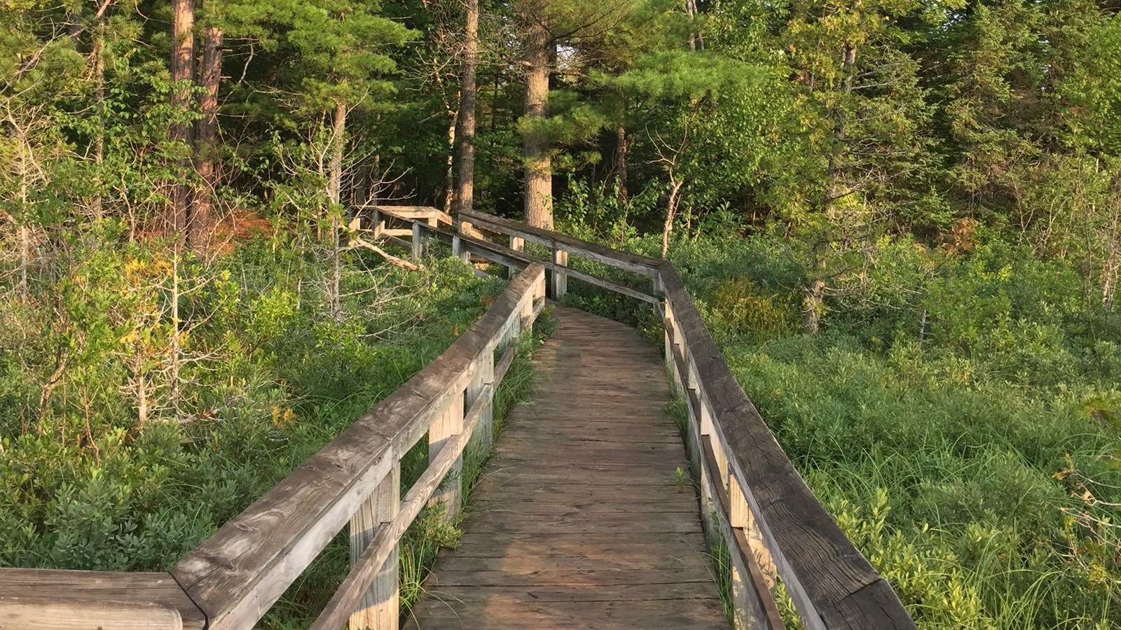 Sand Point Marsh Trail boardwalk leaving the marsh and heading into the forest of pines.