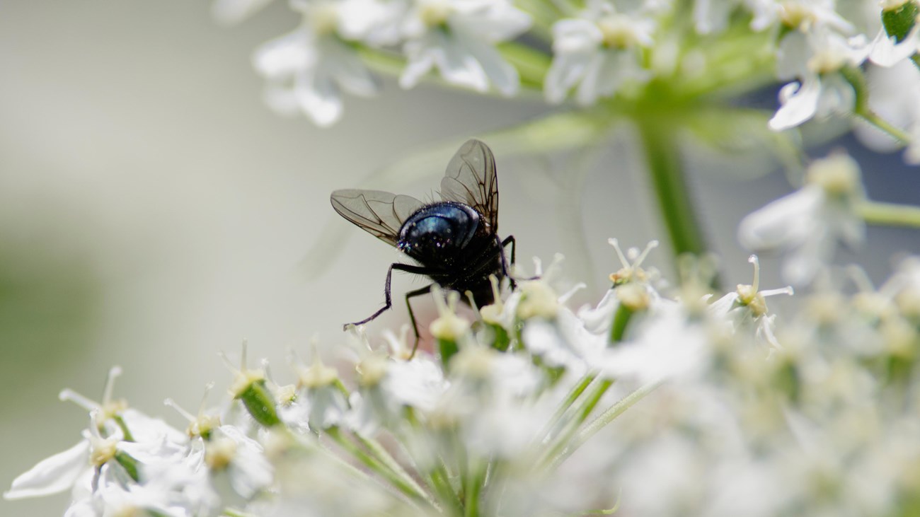 An insect abdomen, wings, and hind legs sticking out of small white flowers