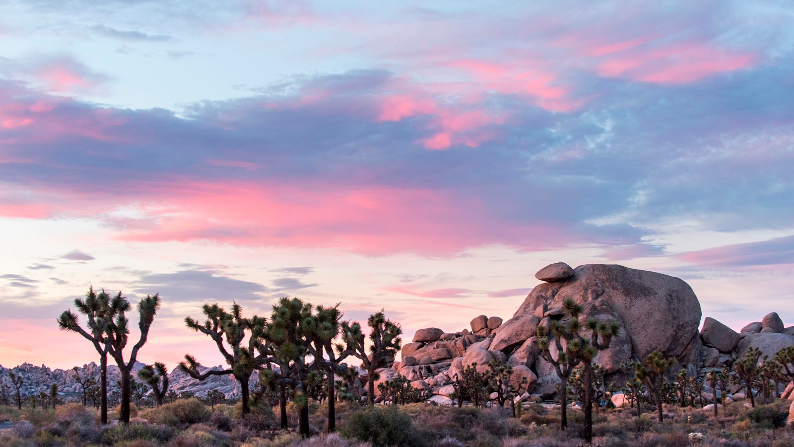 A large rock formation with Joshua trees in the foreground under clouds lit pink by the sunset.