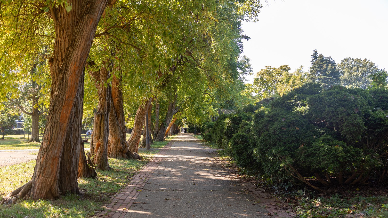 A long trail with trees on the left and shrubs on the right. 