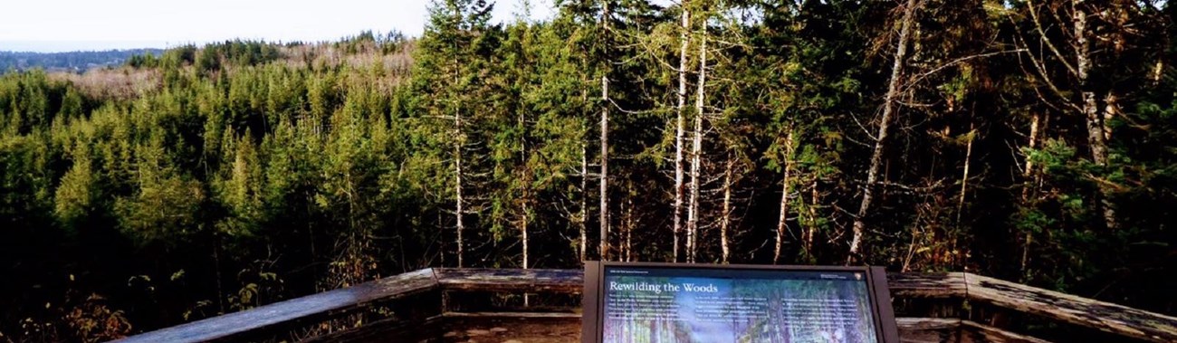 Interpretive sign at overlook with a view of tall trees and the ocean