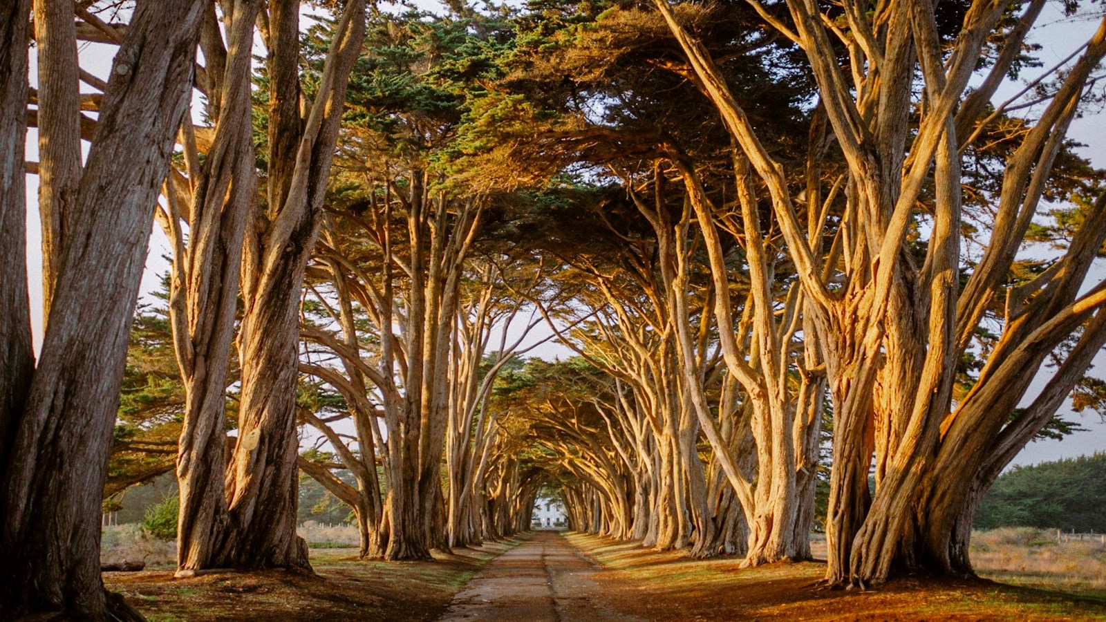 A tunnel of cypress trees illuminated by the setting sun. A white historic building sits at the end.