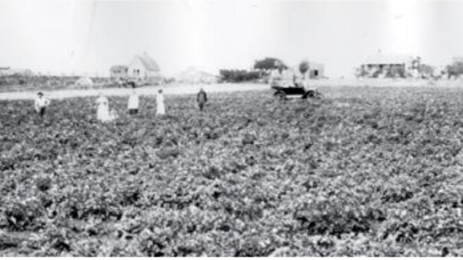 black and white photo of a farm family working fertile fields