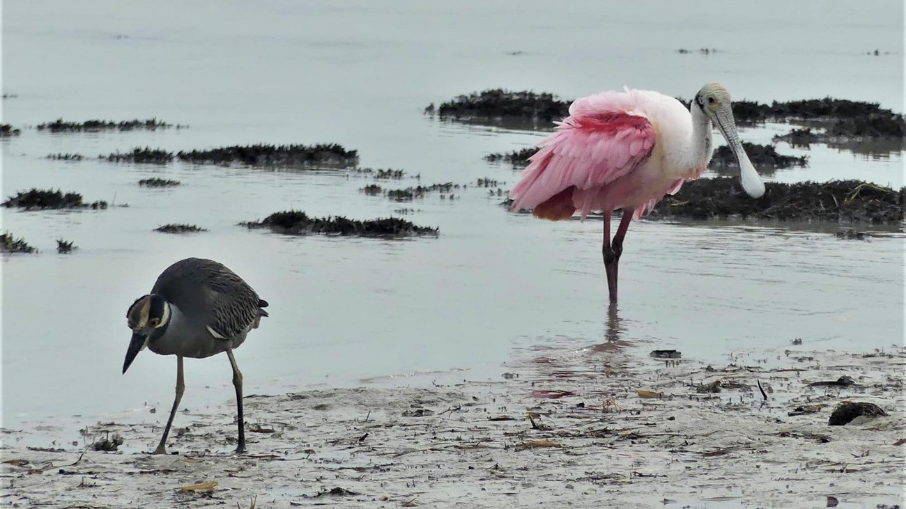  Two birds, a black, white and gray-colored small heron and a pink spoonbill, look for food 