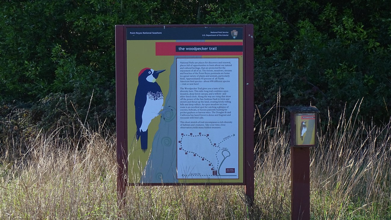 A yellow, black, and red colored trailhead sign featuring a cartoon of an acorn woodpecker.