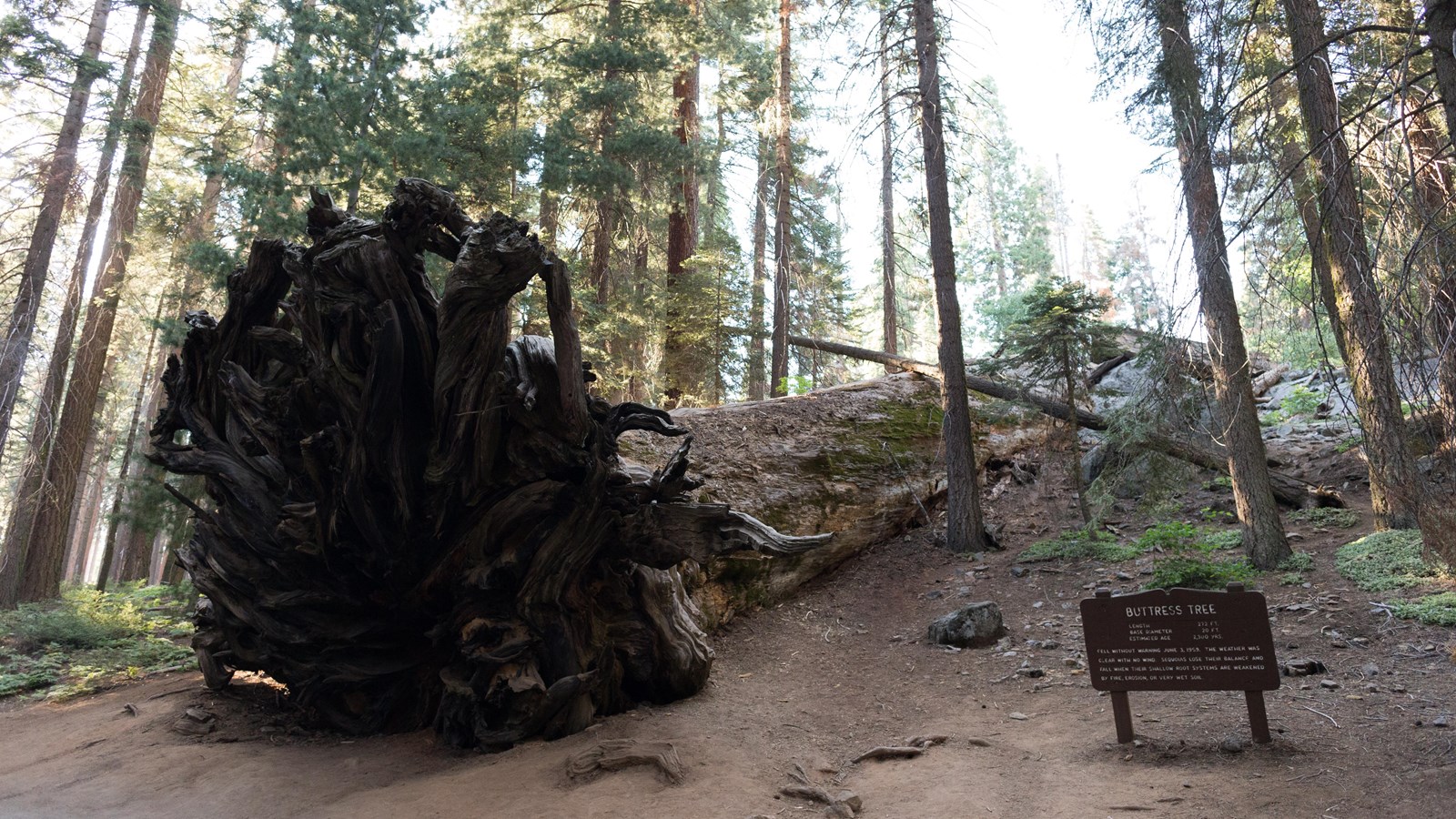 A fallen Sequoia tree with twisted roots lays down among tall trees