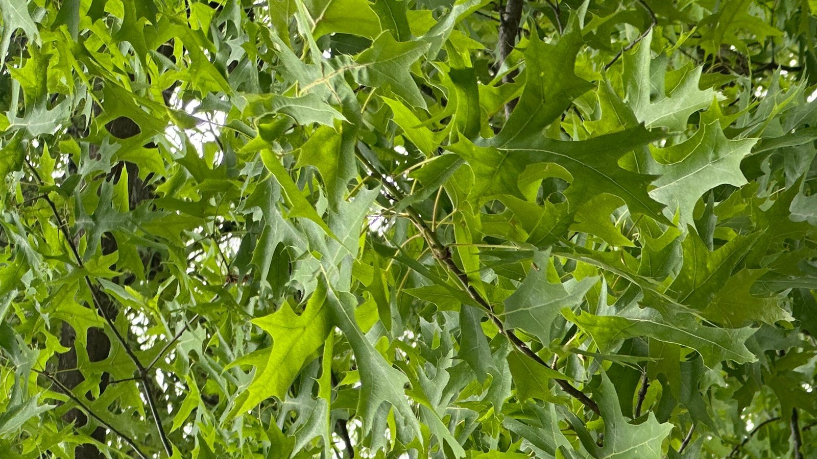 Green leaves with lobes with pointed edges