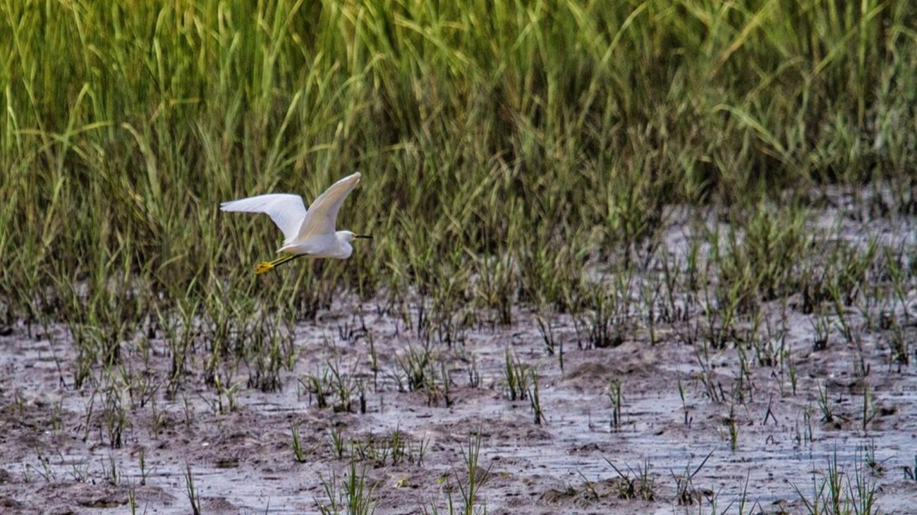 Snowy egret flying through marsh