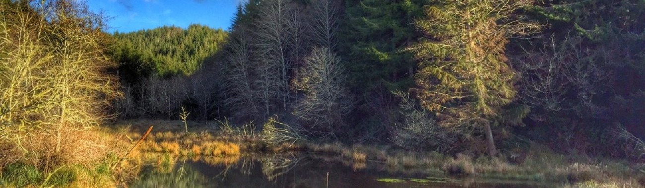 Wetland area from trail