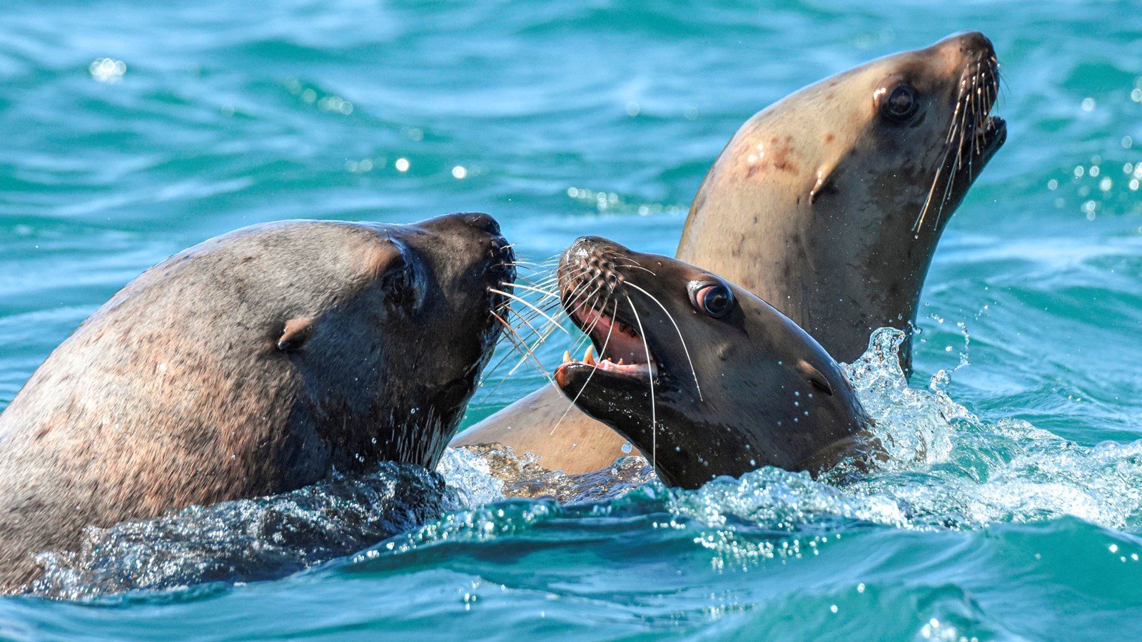 Three steller sea lions swimming in blue green water