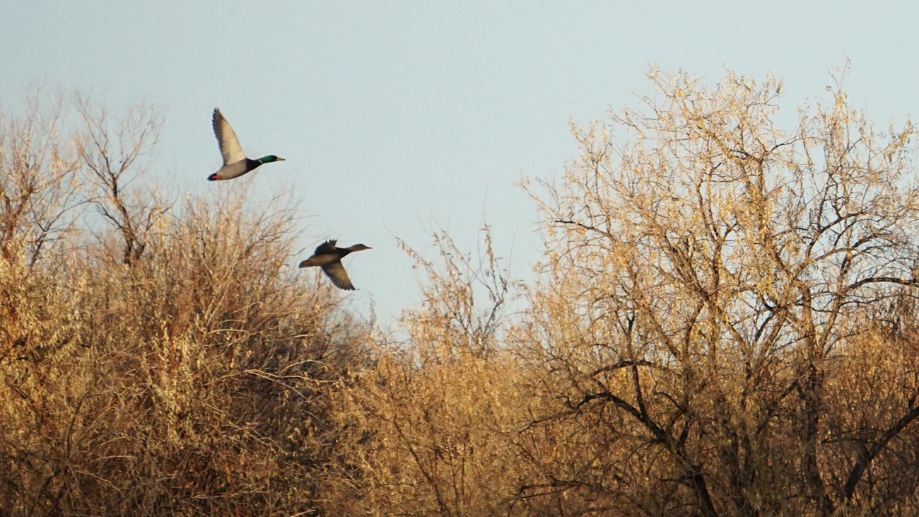 Two ducks take off from a pond surrounded by thick vegetation.