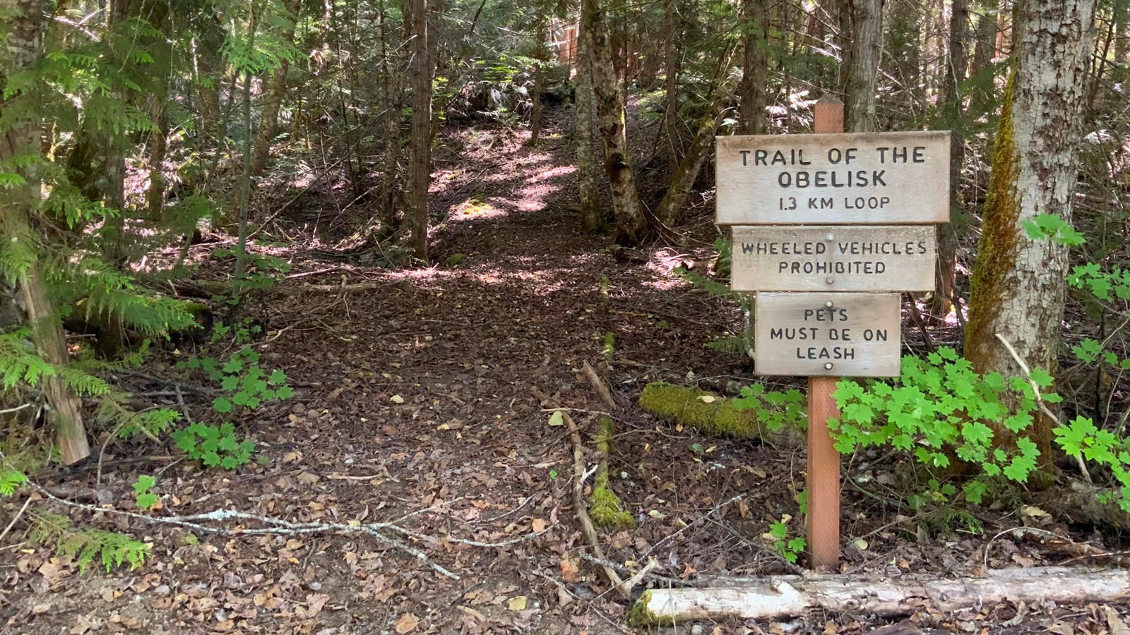 A wooden trail sign next to a path in the forest.