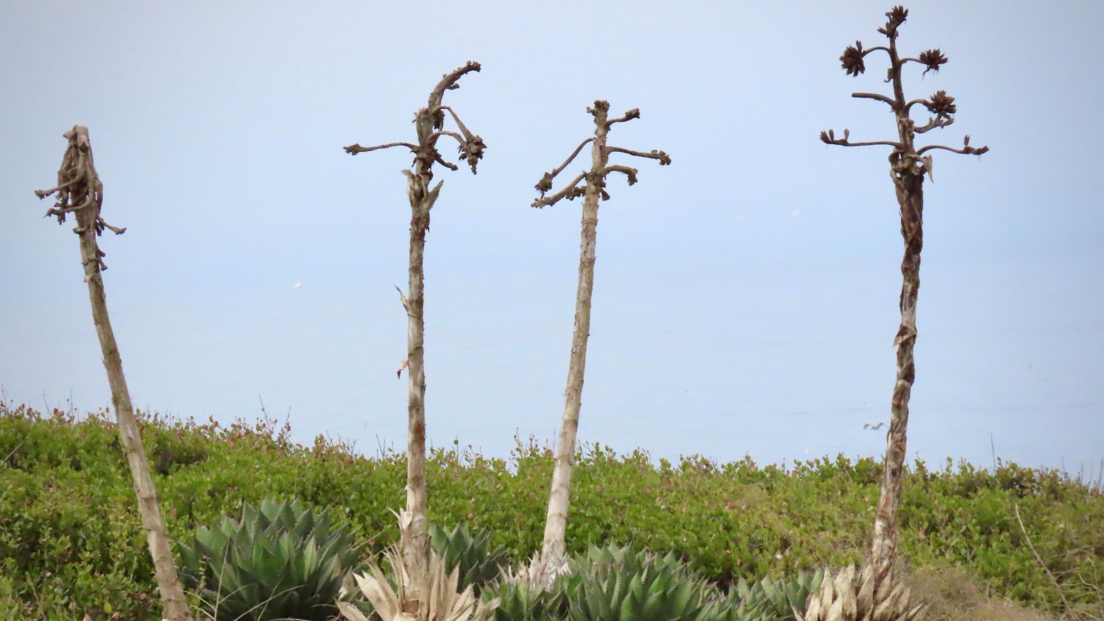 Large asparagus like stalks shoot up from low spiky plants.
