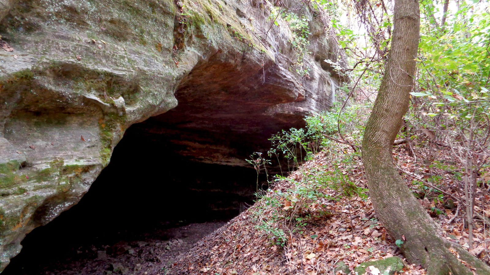 Entrance to a cave, slightly obscured by a hill, tree and undergrowth