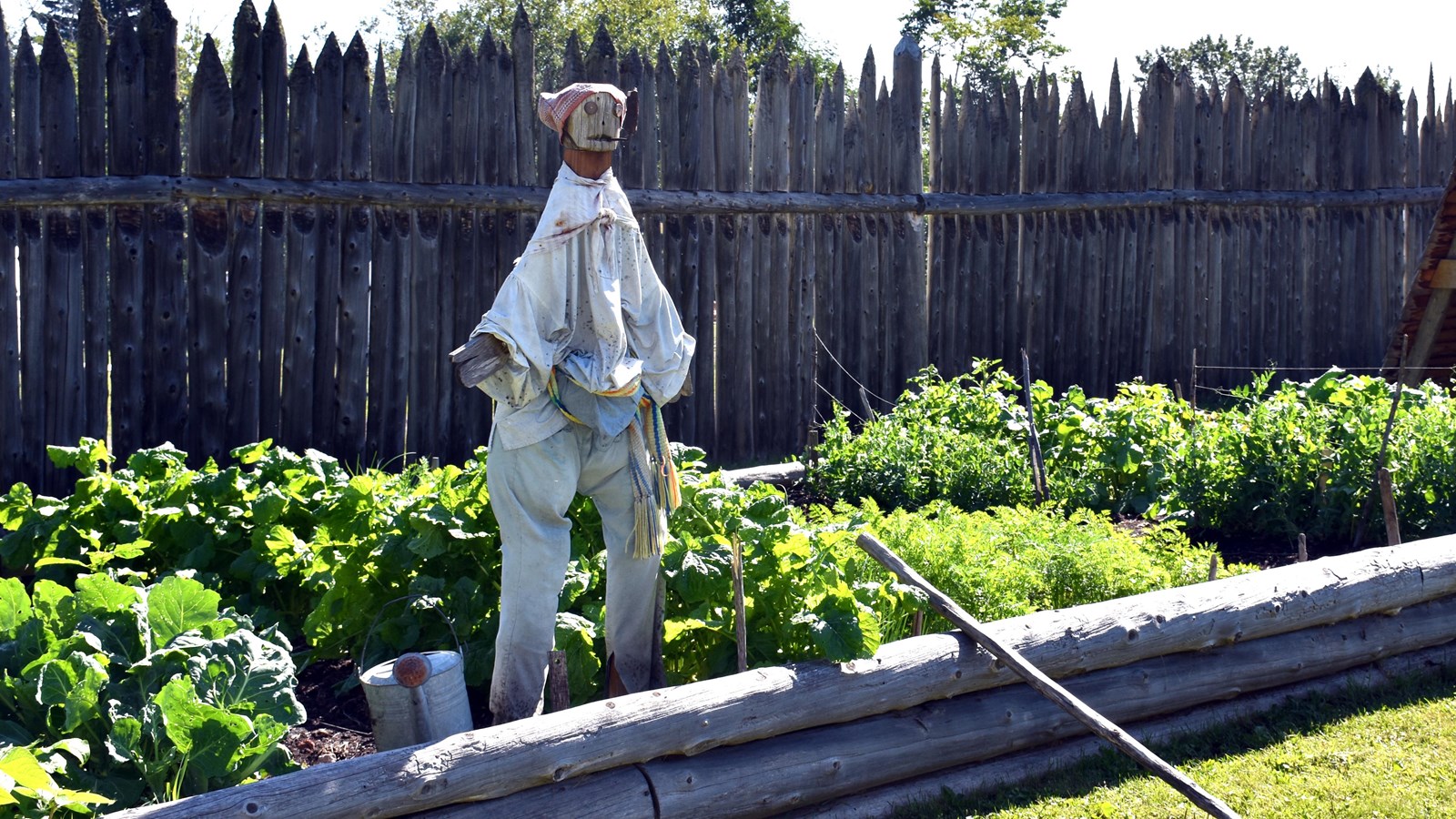 A scarecrow in historic clothing stands in a raised bed with rows of vegetable plants.