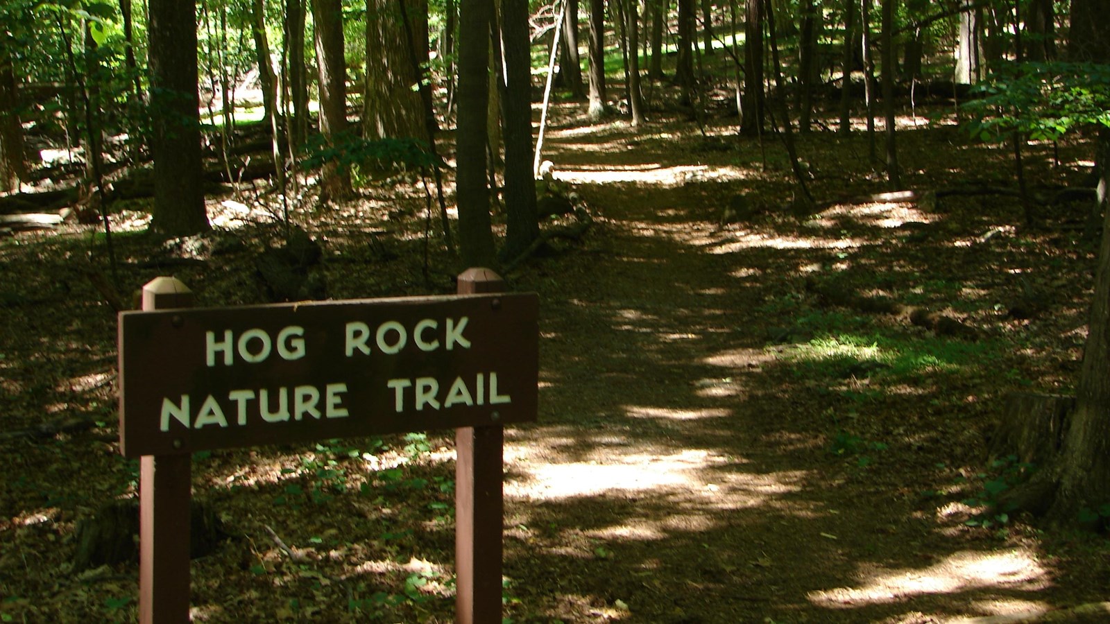 A brown, wooden sign alongside a forested dirt trail.
