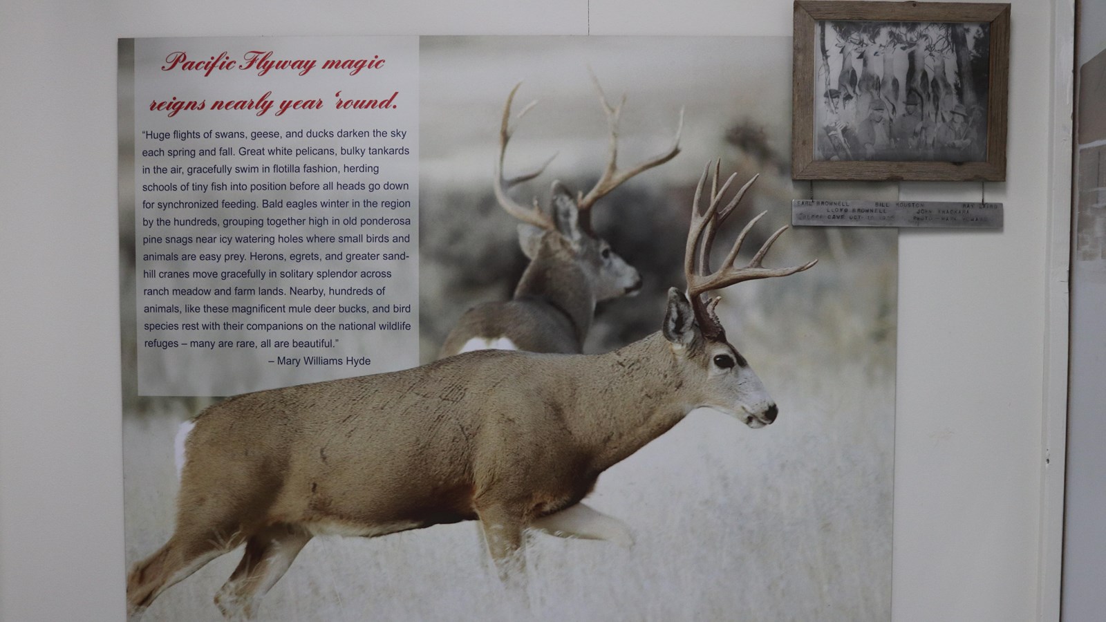 Wildlife Exhibit