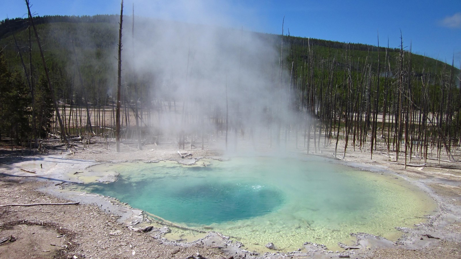 Steam rises off of a turquoise blue hot spring in a geyser basin surrounded by dead trees.