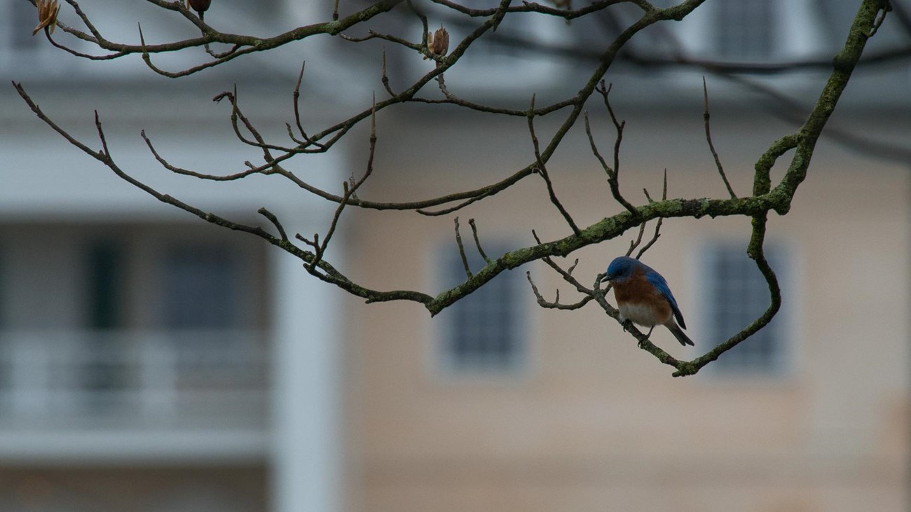 A blue bird sits on a branch with the Hampton mansion in the background.