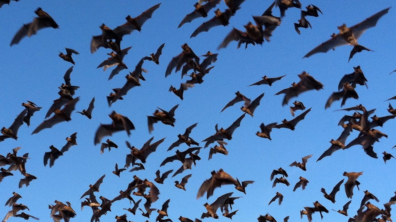Photo of Brazilian Free-tailed Bats flying overhead.