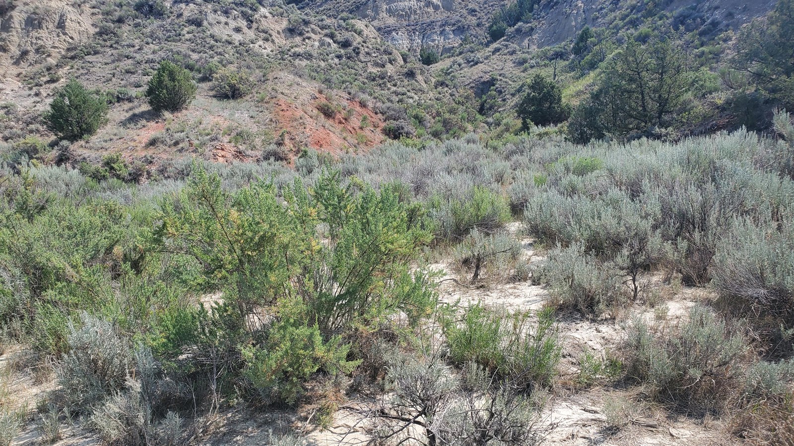 A low, flat area at the base of a butte sprouts assorted shrubs.