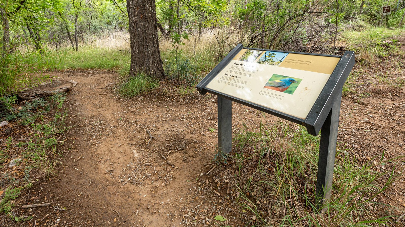 An interpretive panel in the shade of large pecan trees.