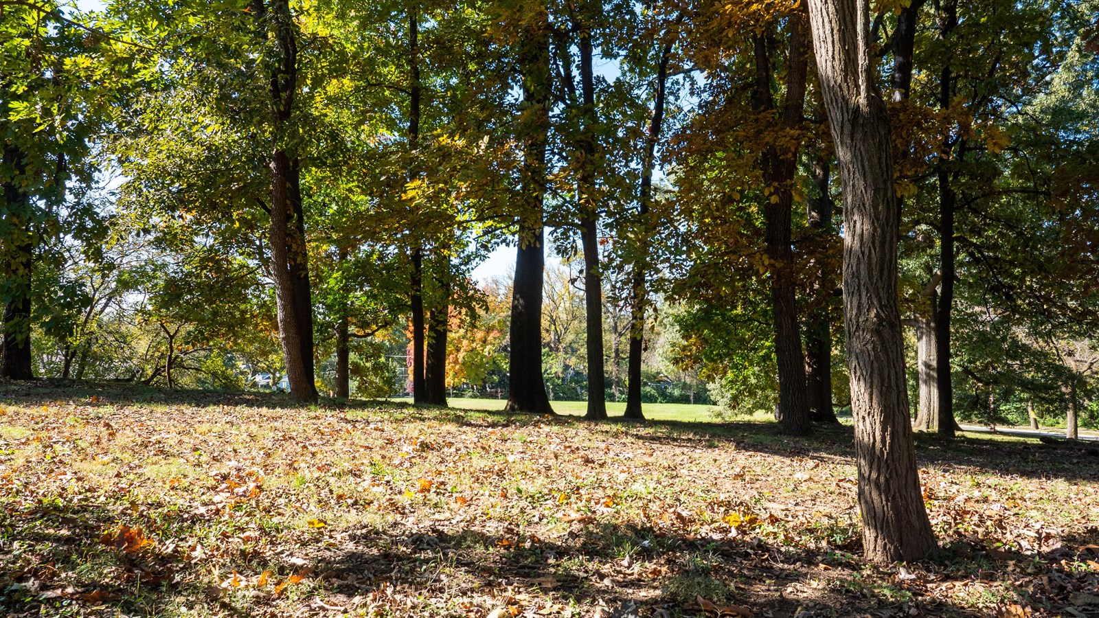 Several trees during the fall time at Fort Bayard