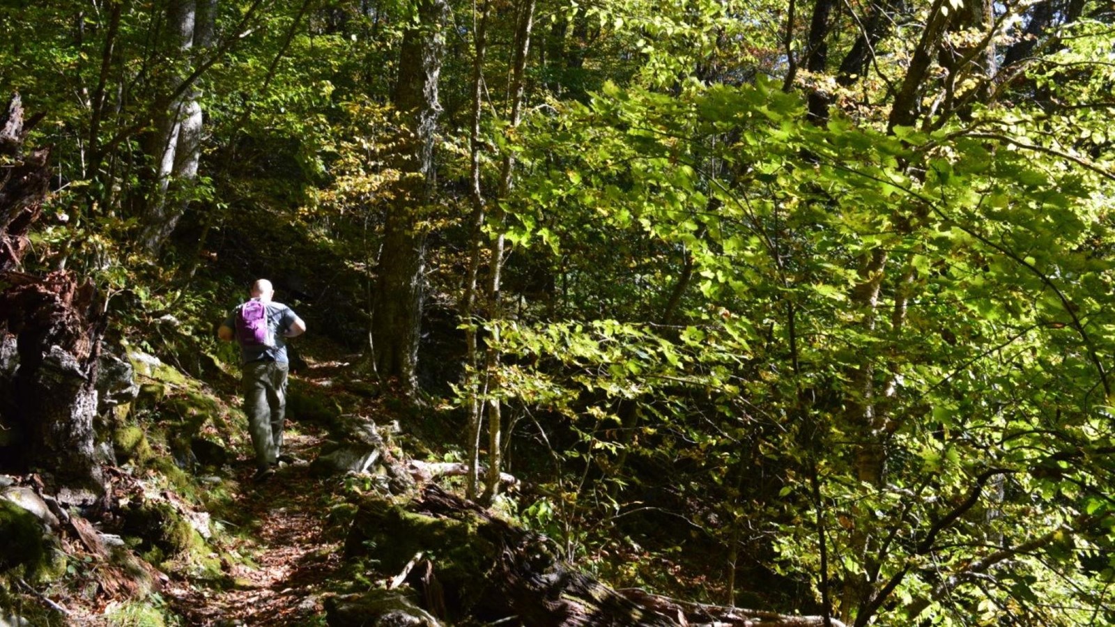 Hiker walking along a narrow trail in a lush green forest