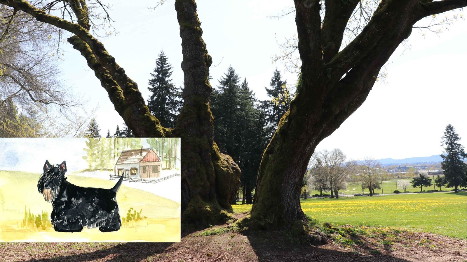 A large tree with a branched trunk and an inset drawing of a black Scottish terrier.