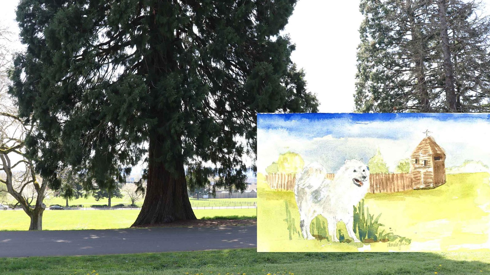 A large sequoia tree along a paved road with an inset drawing of a fluffy white dog.