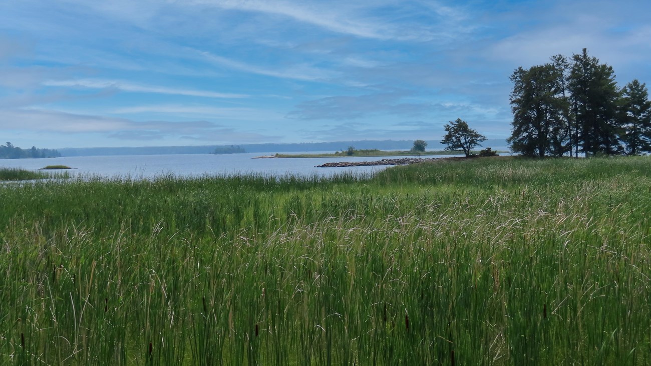 Green cattails in foreground with lake and trees in background and blue sky with white clouds.
