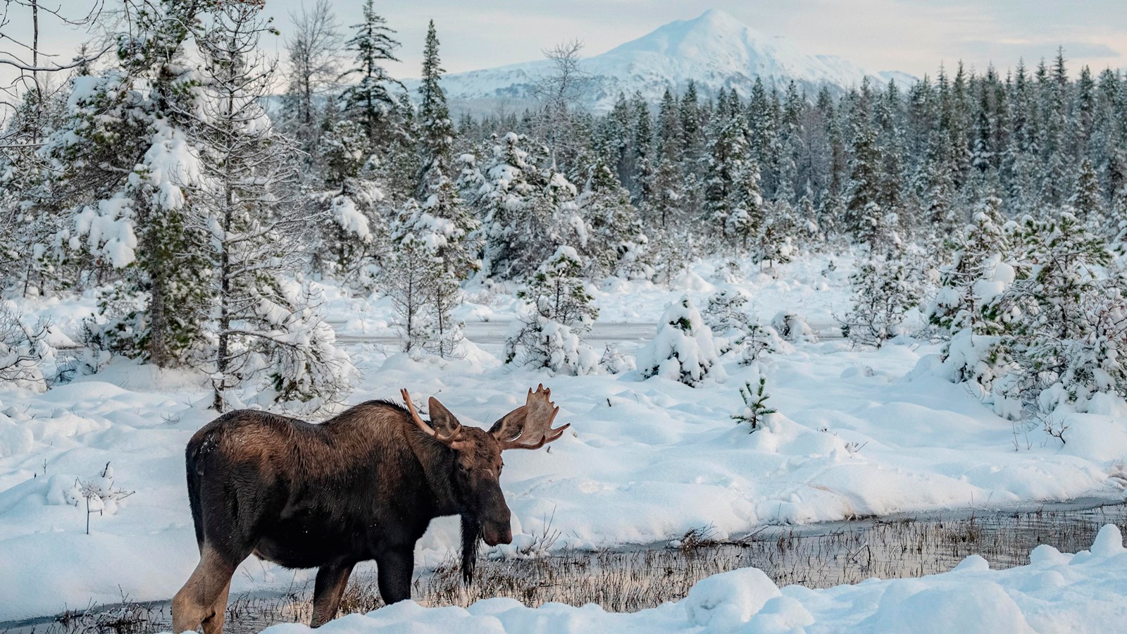 A bull moose with full antler rack stands in open water surrounded by a snow-covered forest