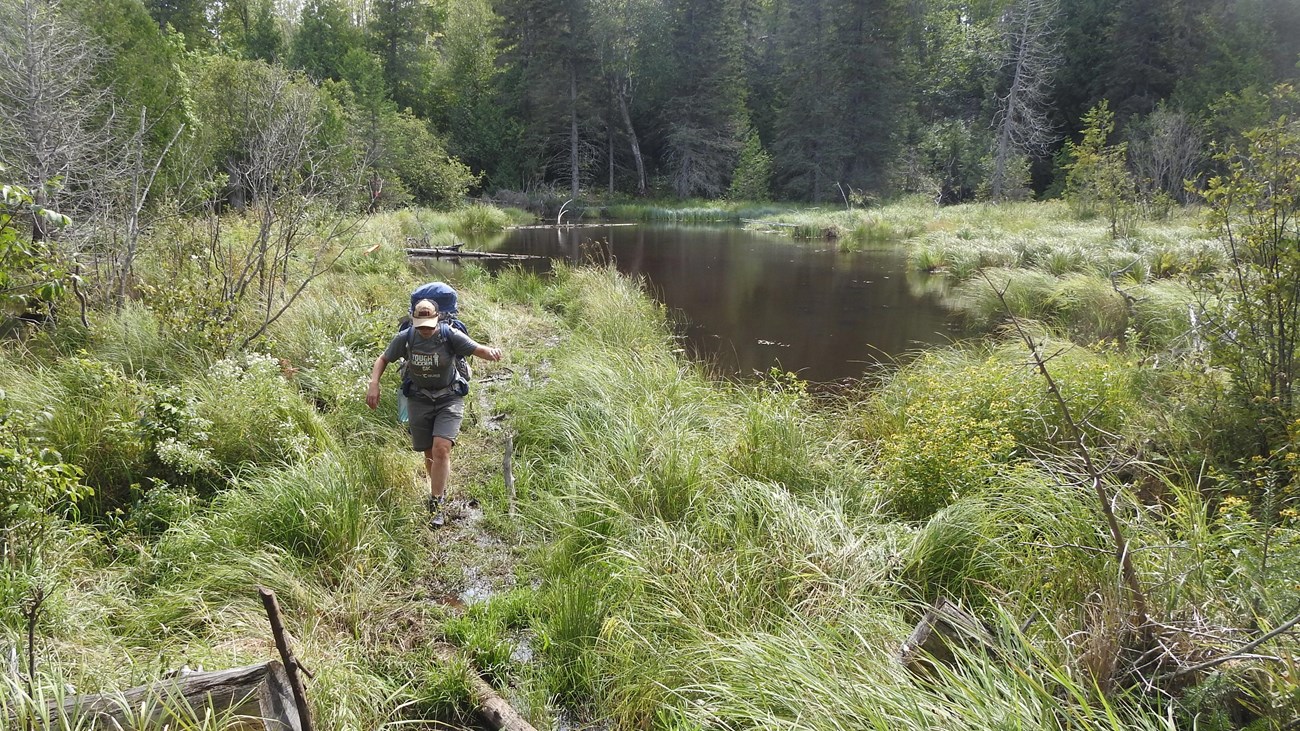 A person with a backpack hikes along a beaver dam near a beaver pond surrounded by forest. 