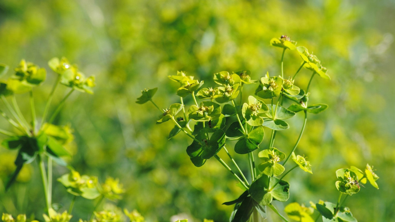 Leafy Spurge