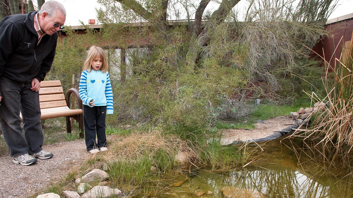 Older man and young girl look into a small pond outside of the Kris Eggle Visitor Center. 