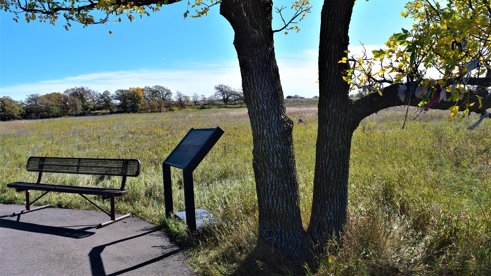 A bench and tree next to tallgrass prairie
