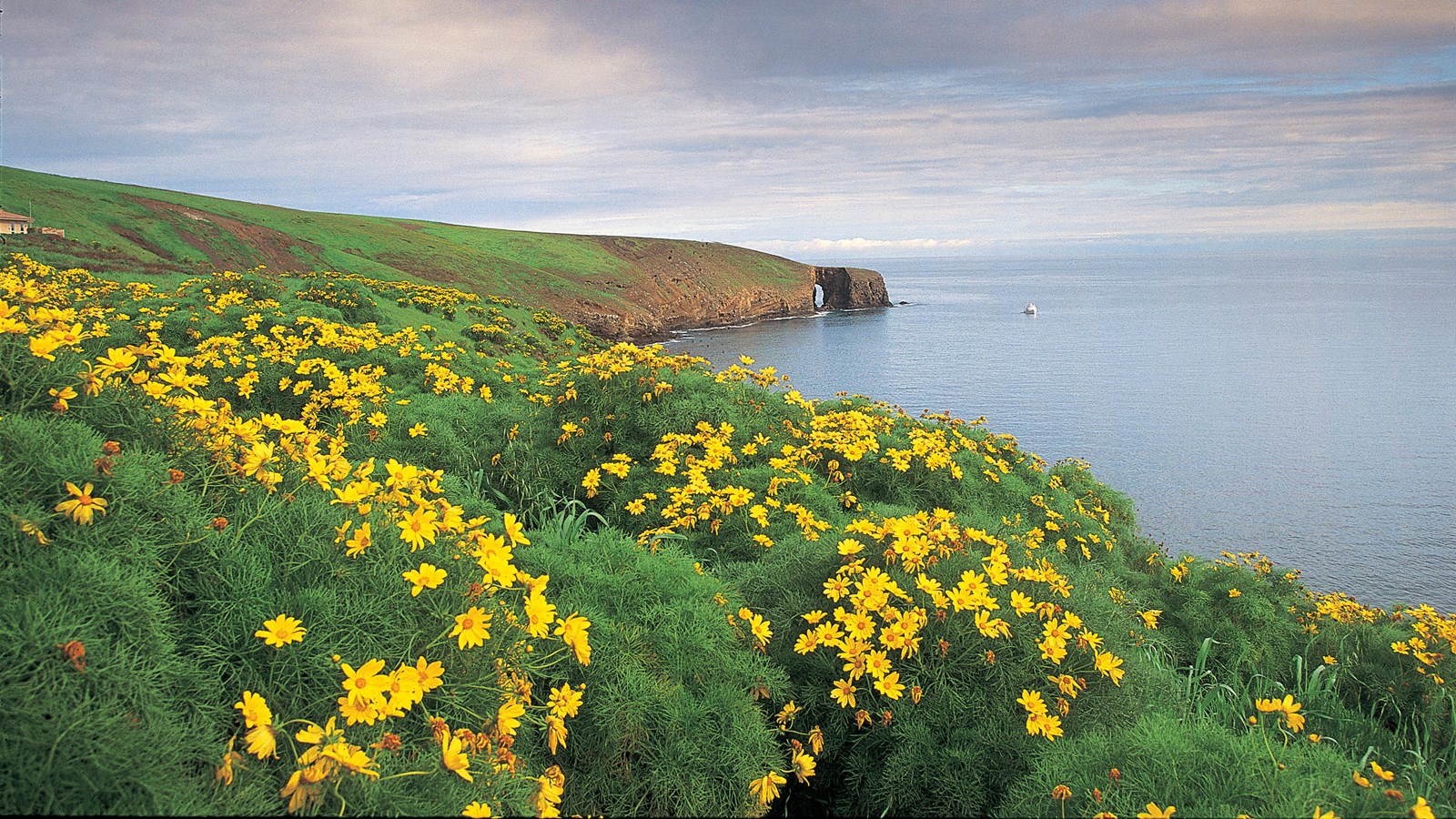 Ocean bluff covered in green plants with yellow flower and rock arch in distance. 
