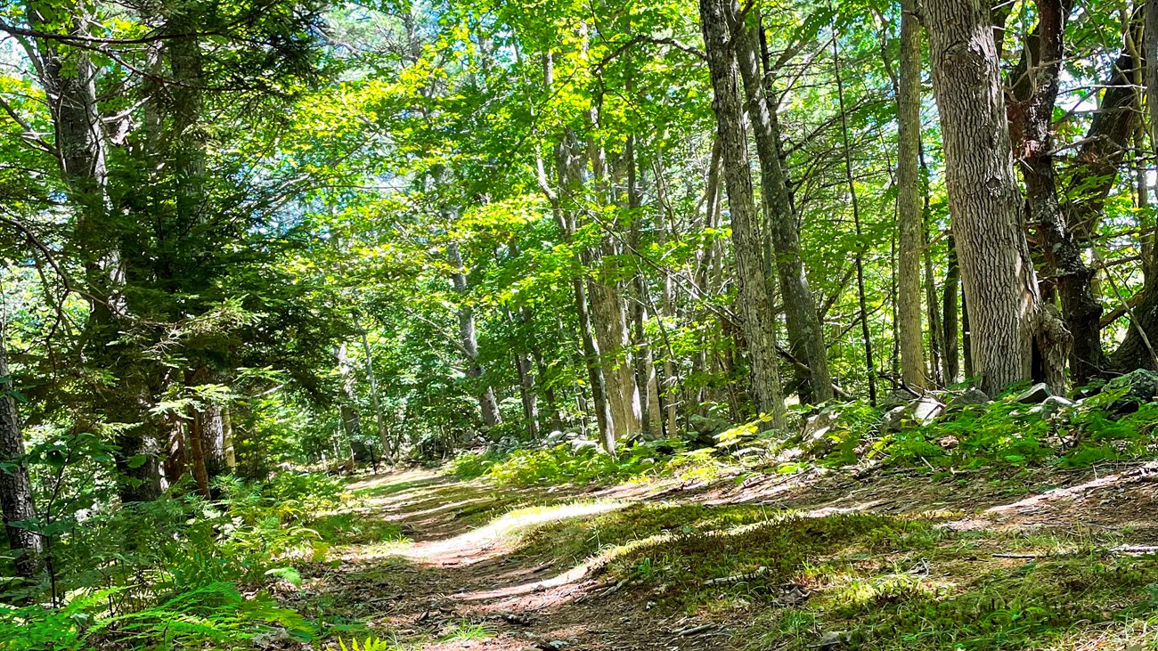 A moss-lined trail continues ahead through tall green pine trees.