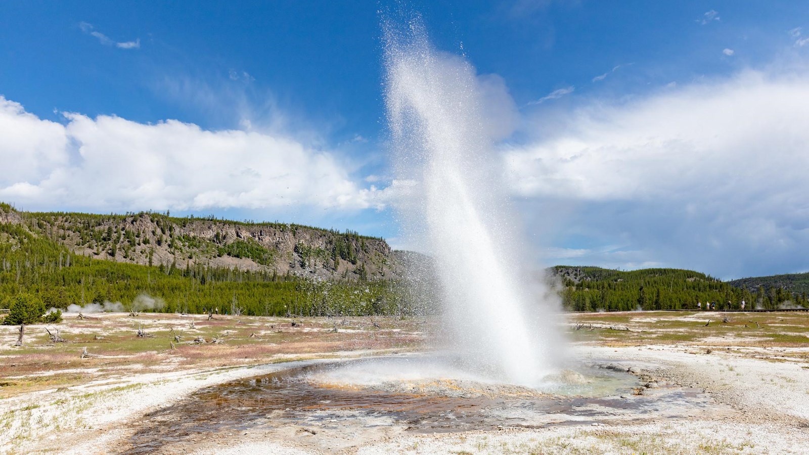 Water shoots into the air at a slight angle from a geyser erupting in a thermal basin.