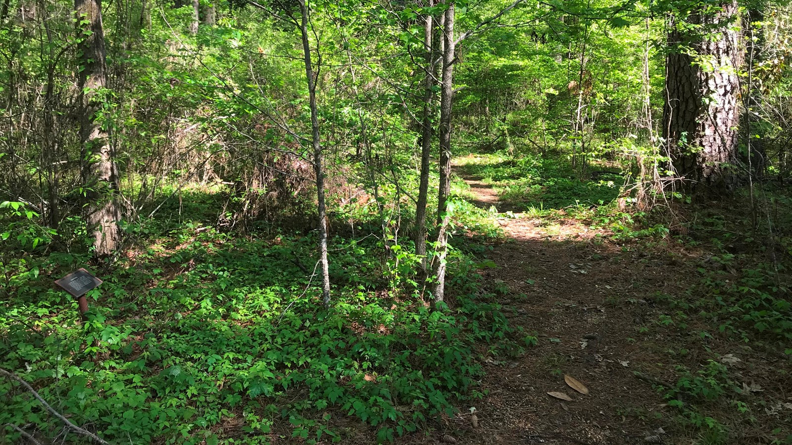 A dirt path leading into a forest. 