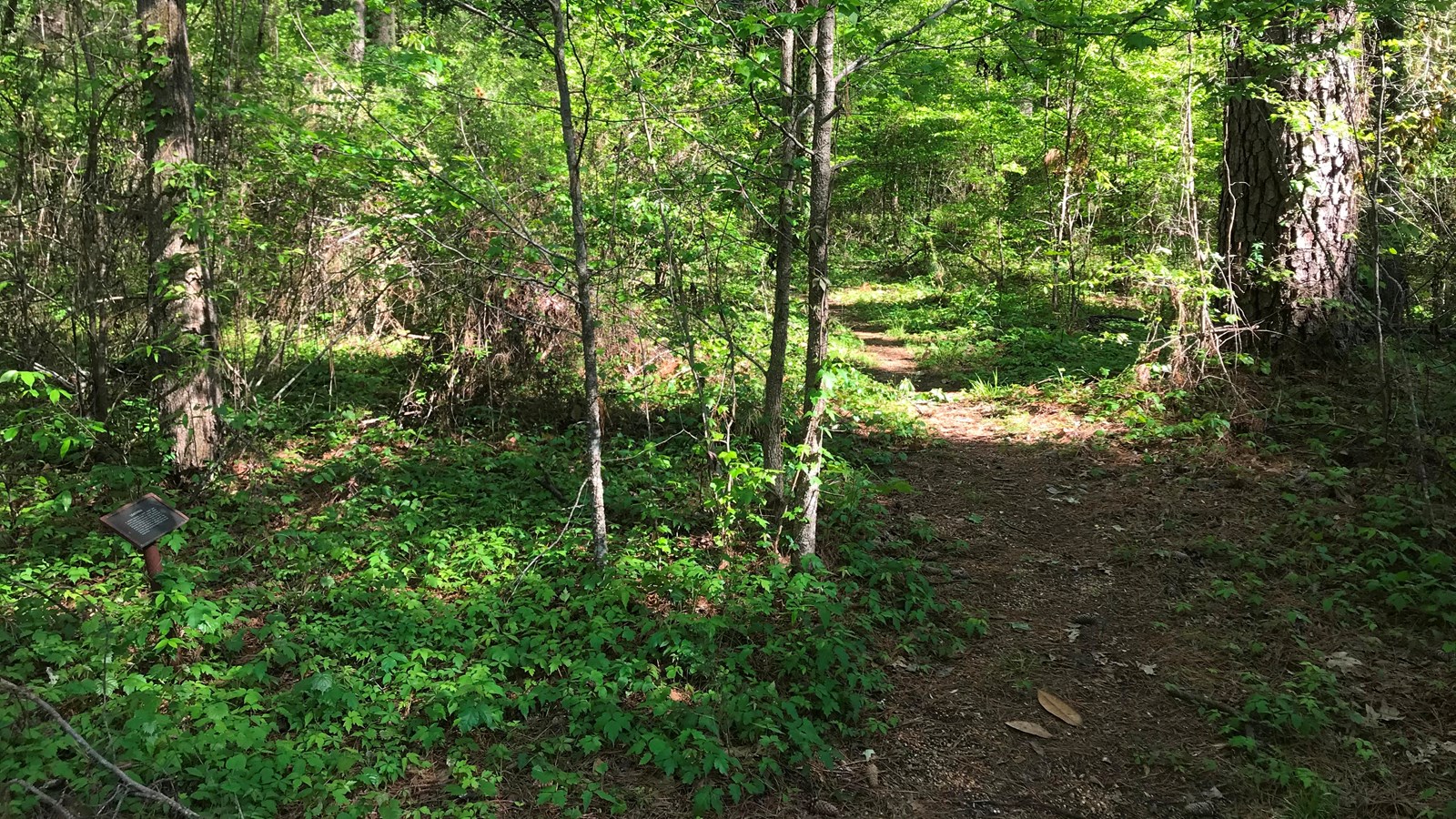 A dirt path leading into a forest.