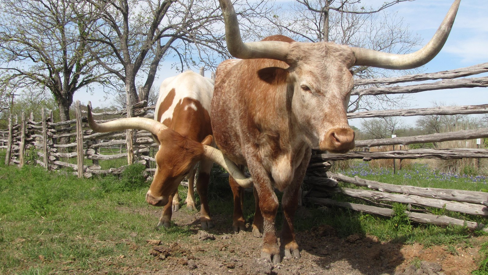 Two, large longhorns stand along a wooden, pioneer fence with trees in the background.
