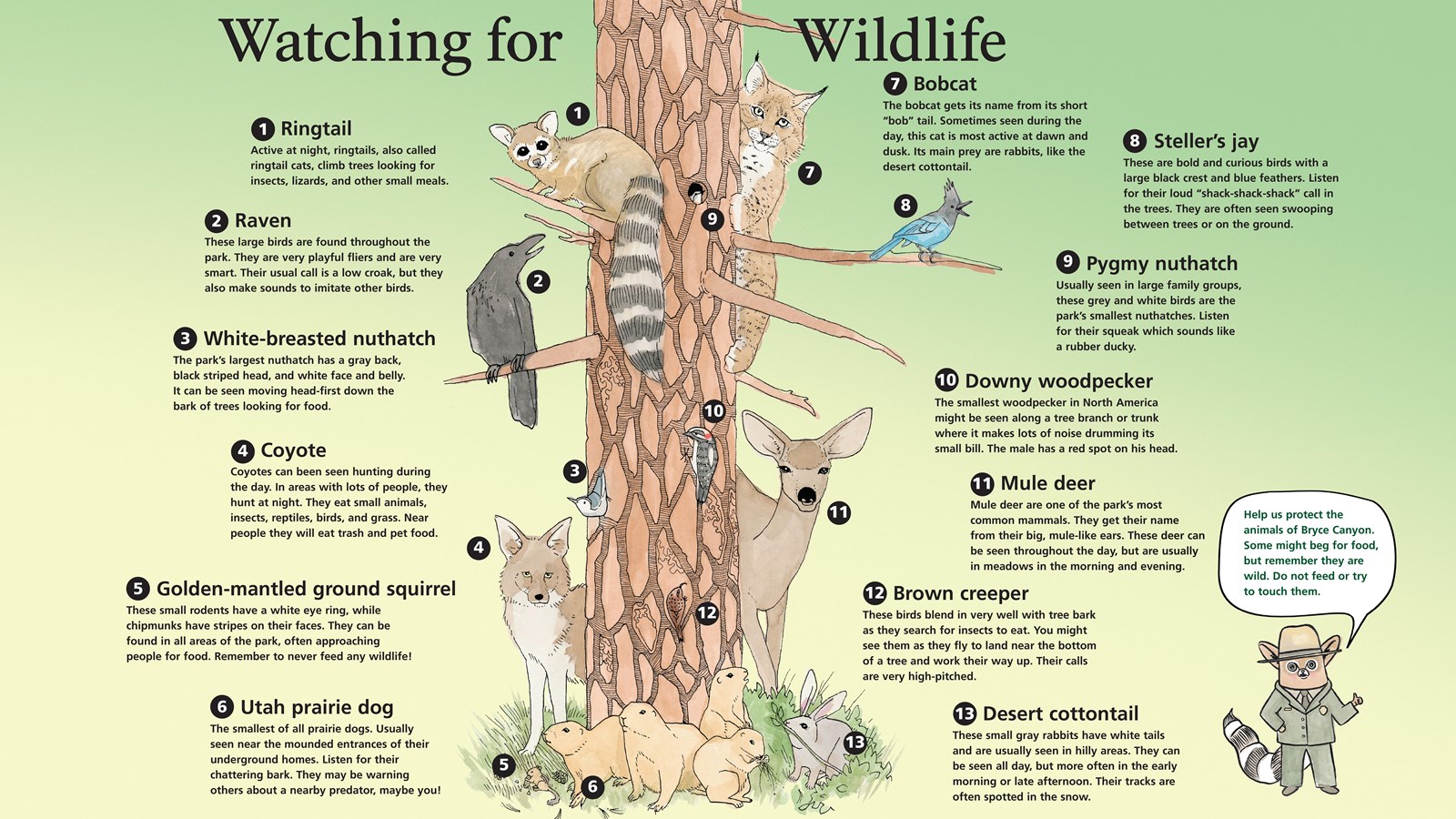 Illustration of 13 of the most frequently seen mammals and birds found within the park.