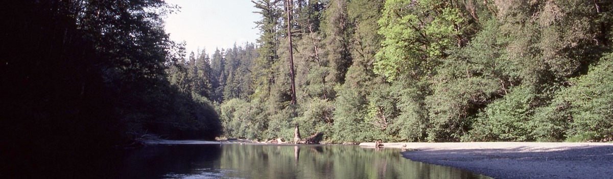 Hike To The Tall Trees Grove U S National Park Service