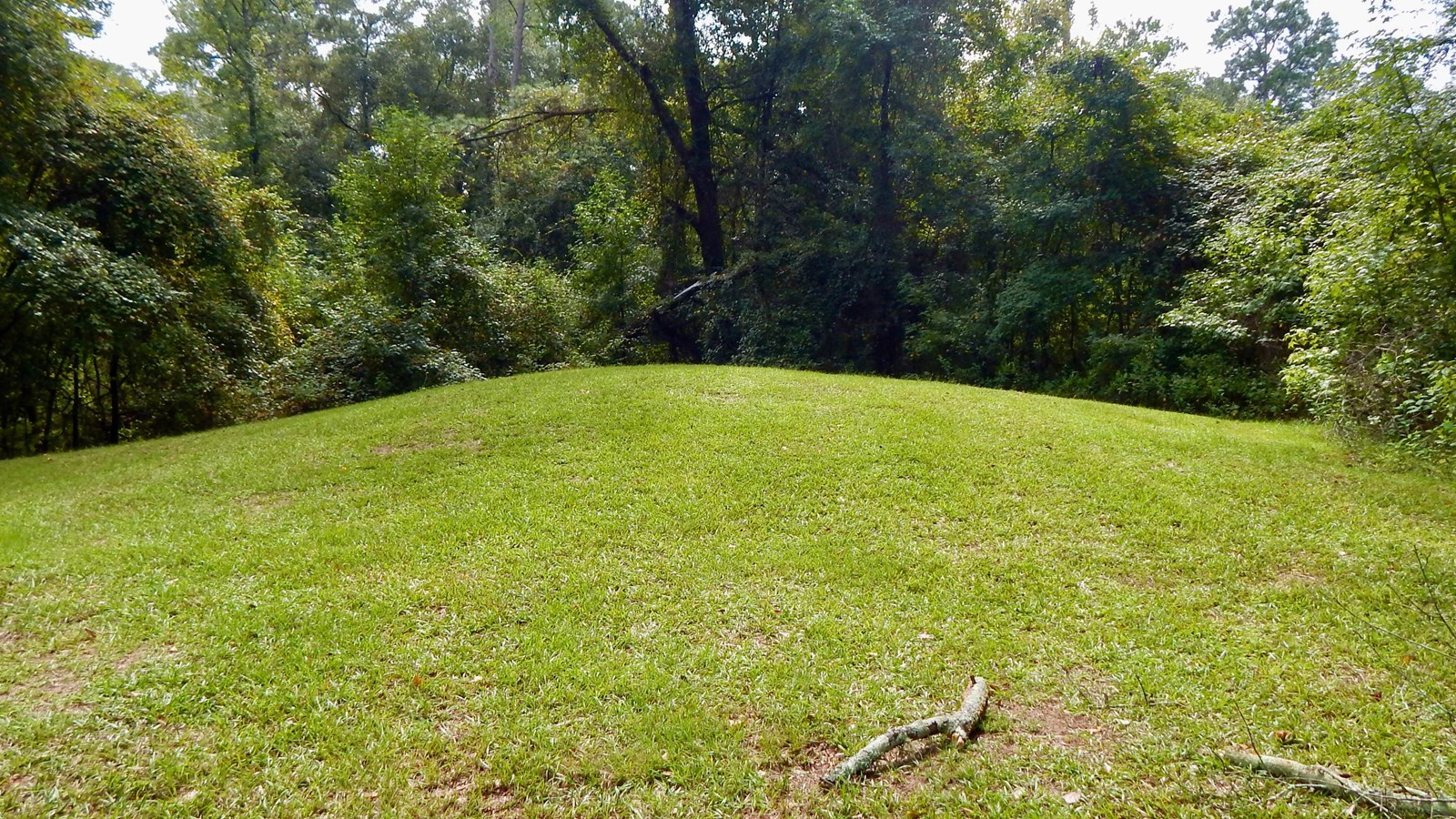 A small grassy mound surrounded by trees.