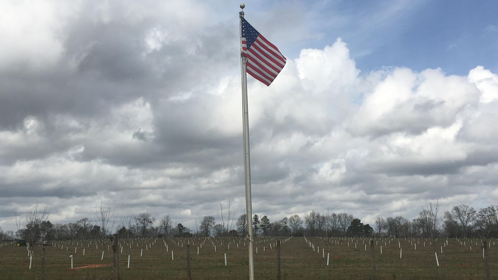 Flagpole at Jimmy Carter Boyhood Farm. Trees are planted in straight rows behind the flagpole.