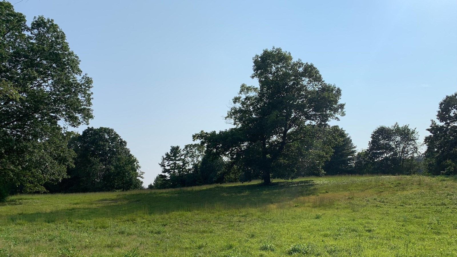 An open field surrounded by leafy trees. A hill rises in the center of the field with a single tree.