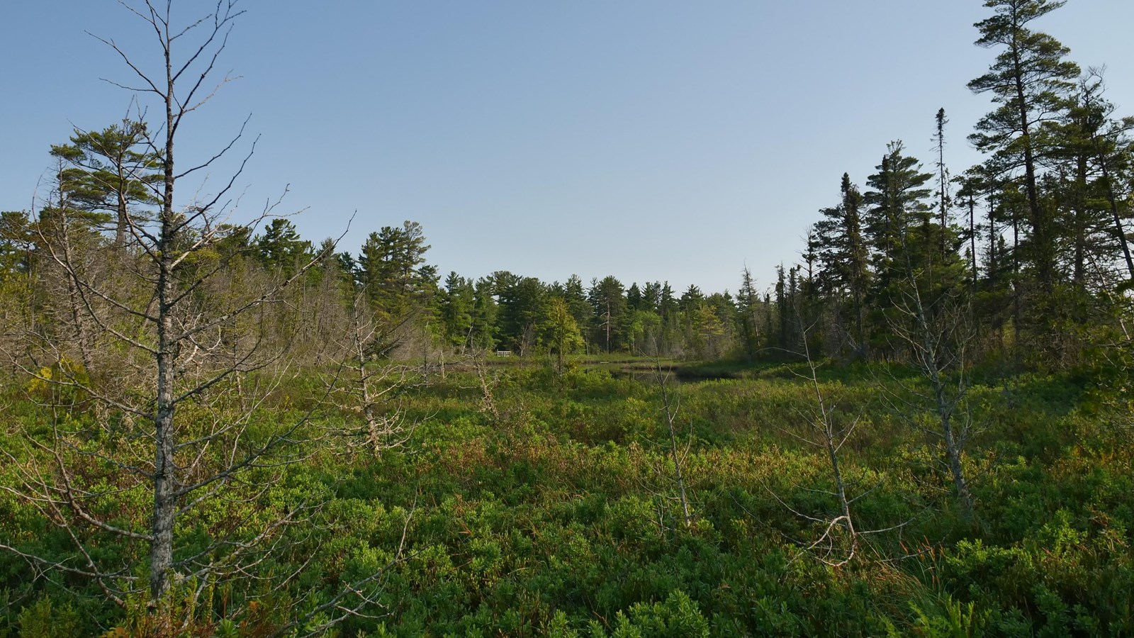 A clearing between trees in a marsh on a clear day.