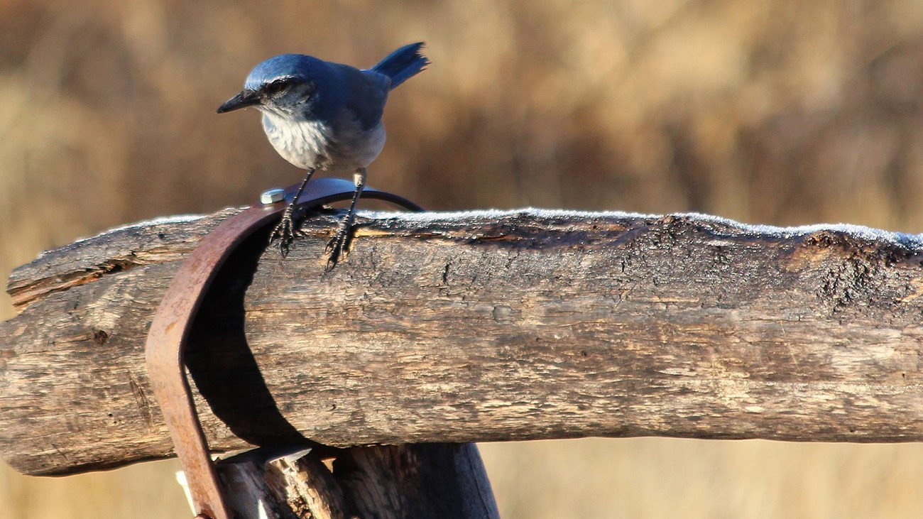 A blue bird is perched on a piece of wood from a hitching post.